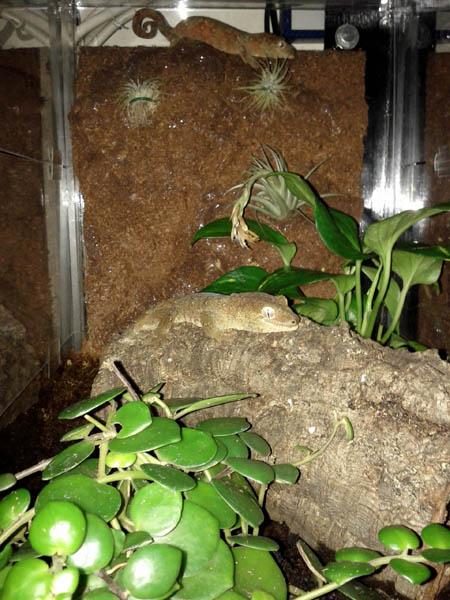 Zenobia and Conan the chahouas just hanging out.