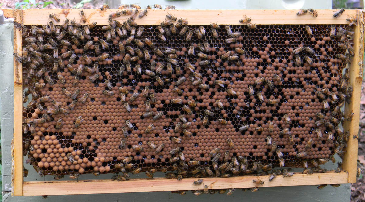 Frame from Boatmurdered's top brood box in late august