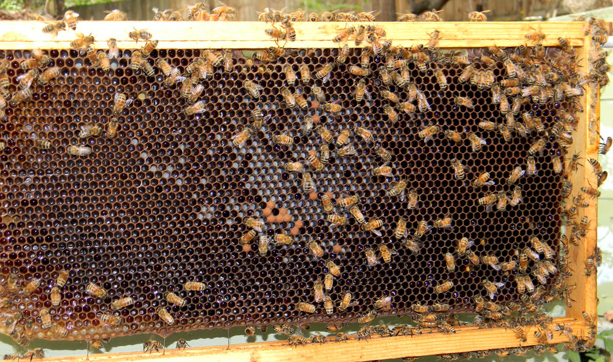 Frame from Cheesepalace inspection in late August