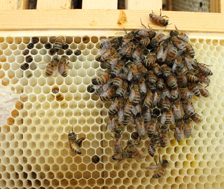 Bees, dead of exposure