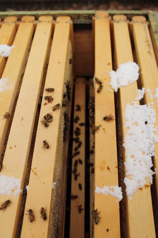The dead bees of Boat Murdered