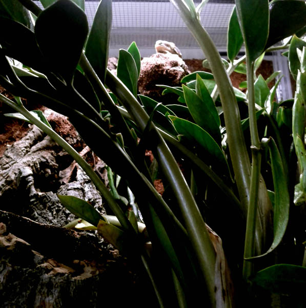 Helga the leachie looks out from her perch surveying all that is hers.