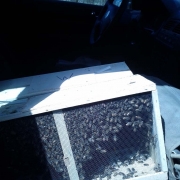 Two bee packages in the front passanger seat of a car