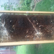 A drawn out frame damaged by wax moths