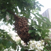 A small swarm of bees