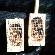 Two virgin queen bees in their cages with attendants