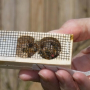 One of the queens in her cage from one of the bee packages