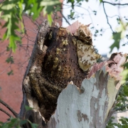 A close up of the standing portion of a tree split in two with a bee hive inside
