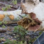 A different angle of a tree on the ground with honey comb