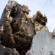 A close up of the still standing portion of a tree split in two with a beehive inside
