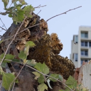 Close up of the standing portion of a tree with bees in it still standing split in two