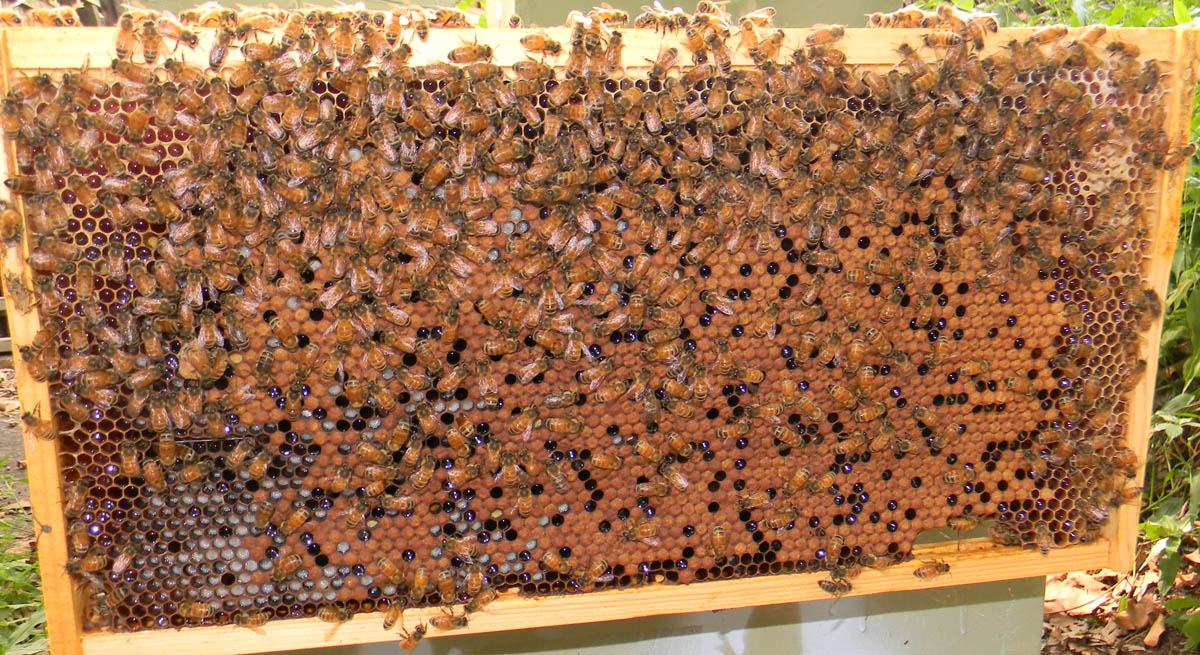 Frame from Leaf Litter's brood next in late August