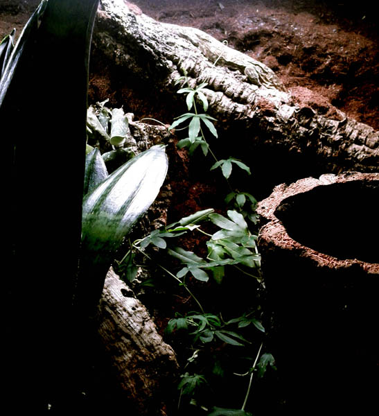 La Crepe the leachie sleeping on a log.
