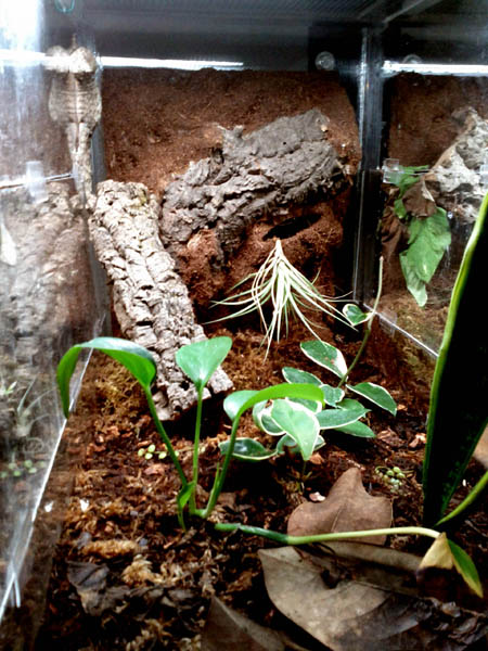Here Palatonne the chahoua sits checking out the leachie next door.