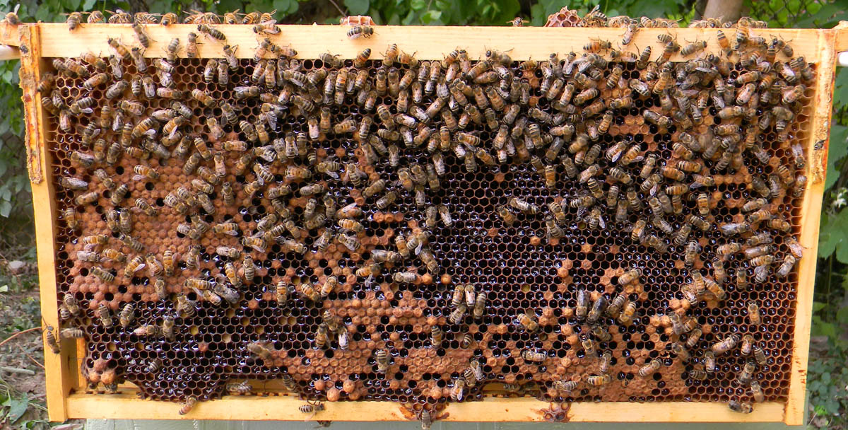 Late August frame from Rhinelanders hive