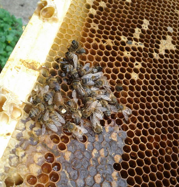 The unfortunate inhabitants of this hive starved. Here are the bees frozen how they died. The queen has the white mark on her.
