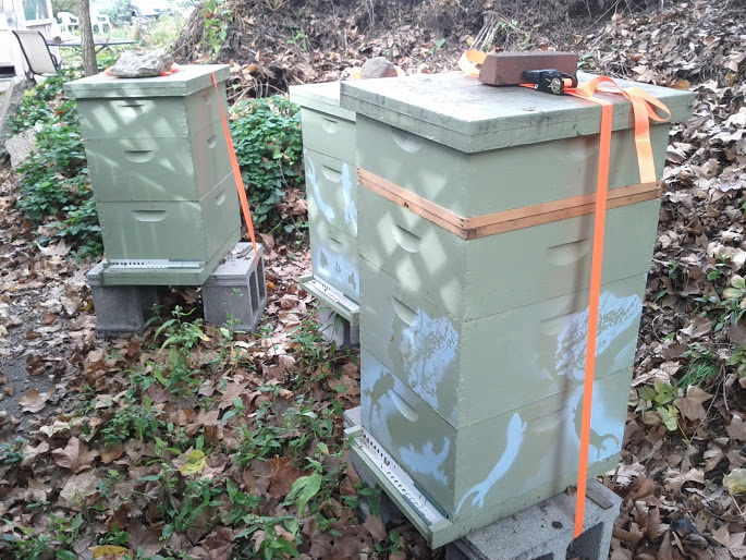 The three community garden hives strapped to their cinder block stands to weather the winds of the storm.